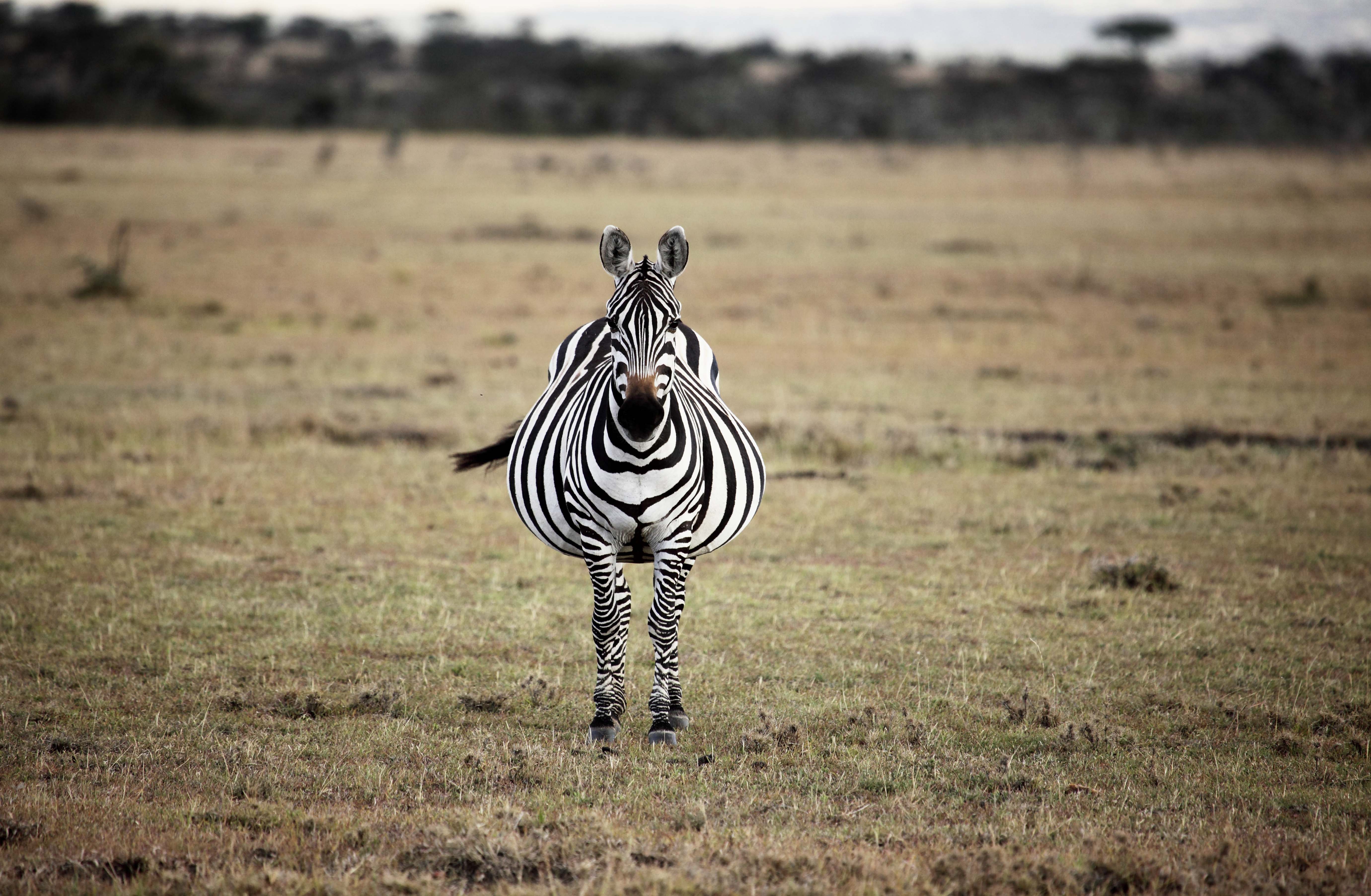 Naboisho Camp Zebra Pregnant Kenya Safari