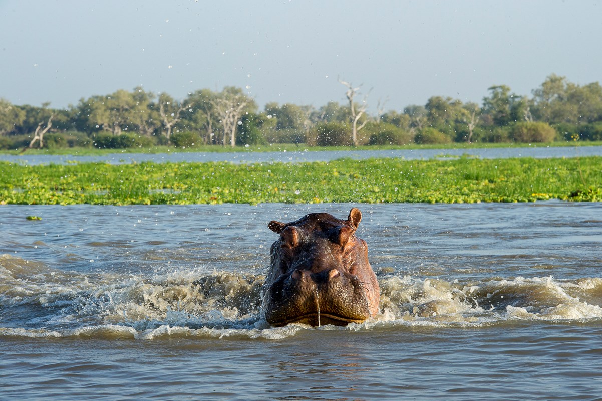 Selous Hippo Splashing RR