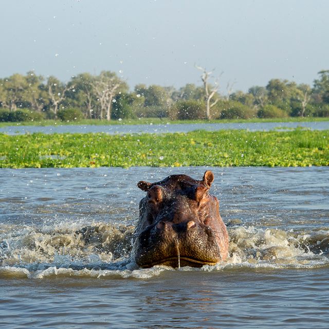 Selous Hippo Splashing RR