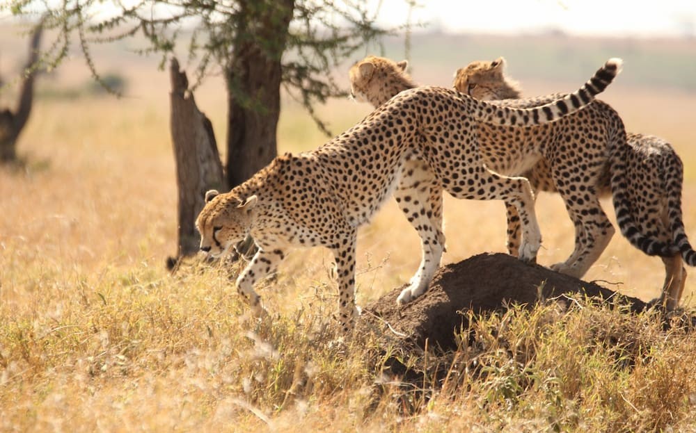 A family of cheetah photographed by the Serengeti Cheetah Project on the Ndutu Plains.