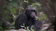 17. Alpha Male Chimp Rubondo Forest