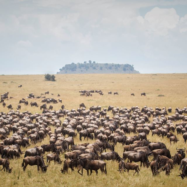 When To See Serengeti