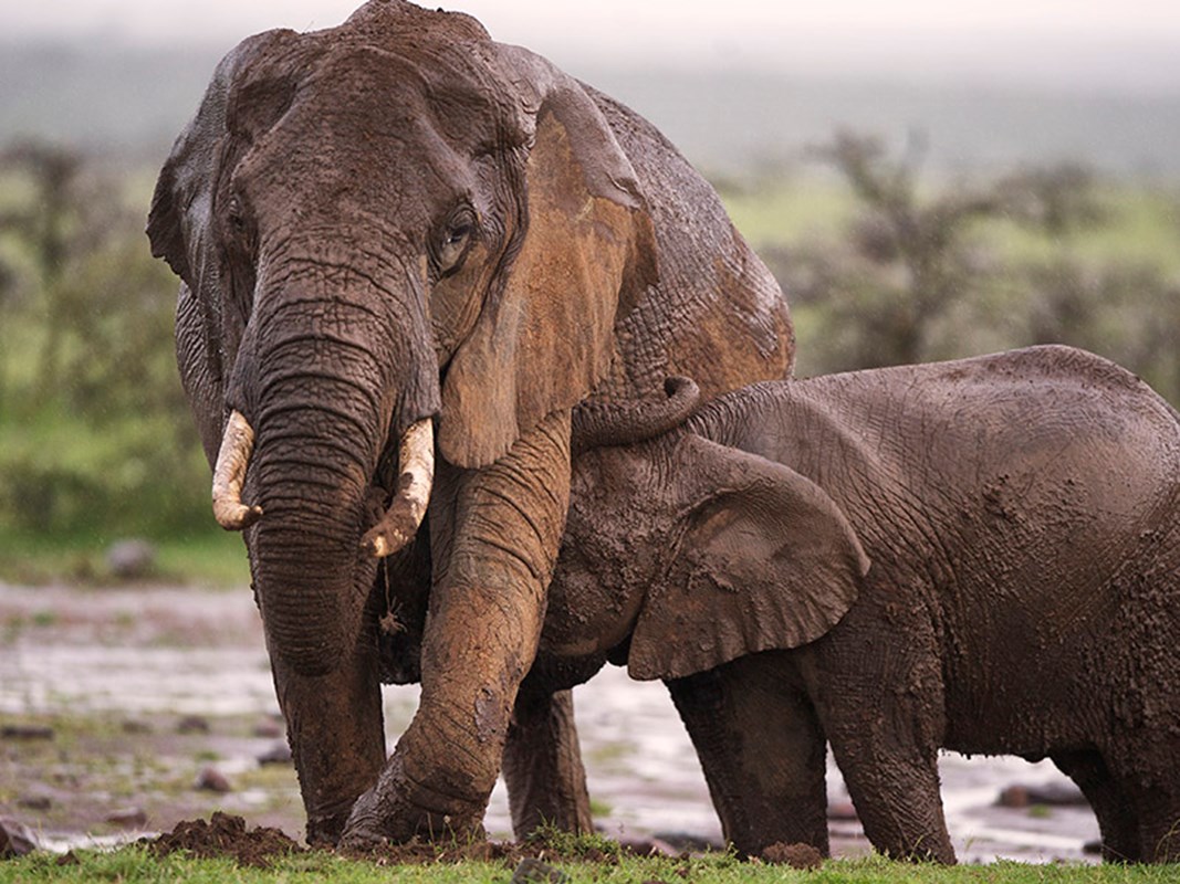 Elephants Mother Baby Encounter Mara HR