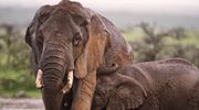 Elephants Mother Baby Encounter Mara HR