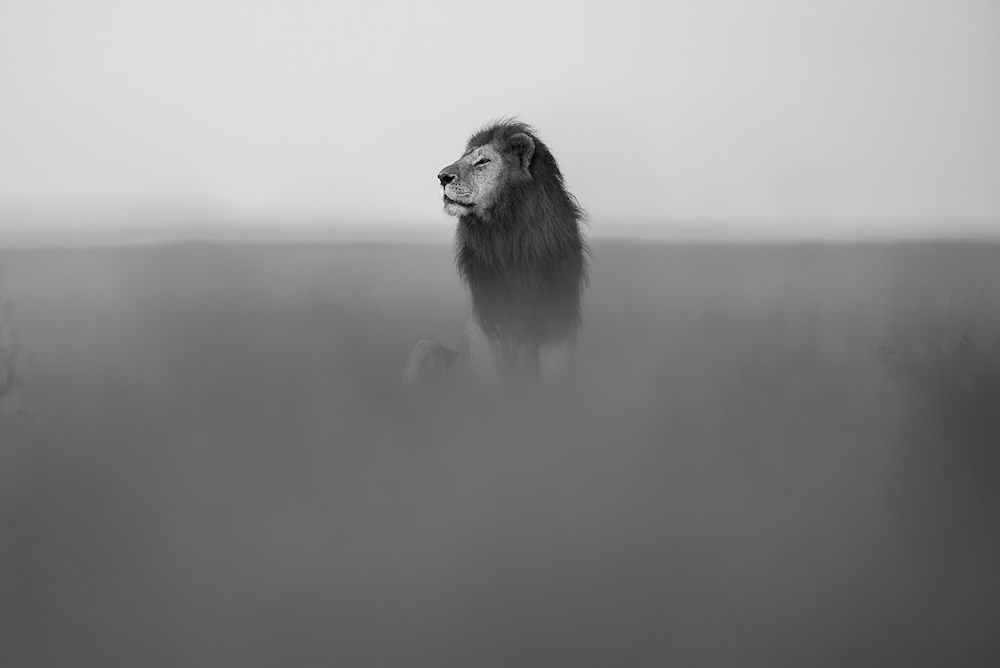 A male lion sits in the grasses of the Namiri Plains.