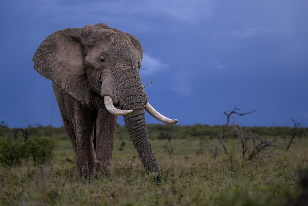 An elephant explores the Naboisho Conservancy