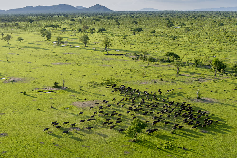 Large herds of buffalo traverse the open plains of Nyerere National Park.