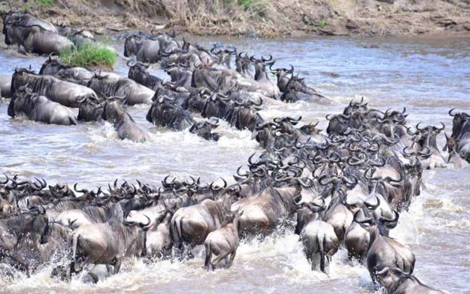 Wildebeest cross the Mara River in the Serengeti  during the Great Migration