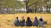 14. Namiri Plains Walking With Elephant