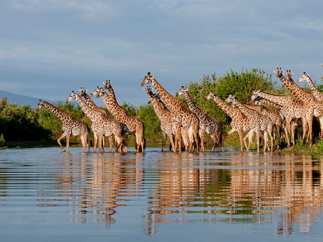 19. Selous Giraffe River Reflections RR
