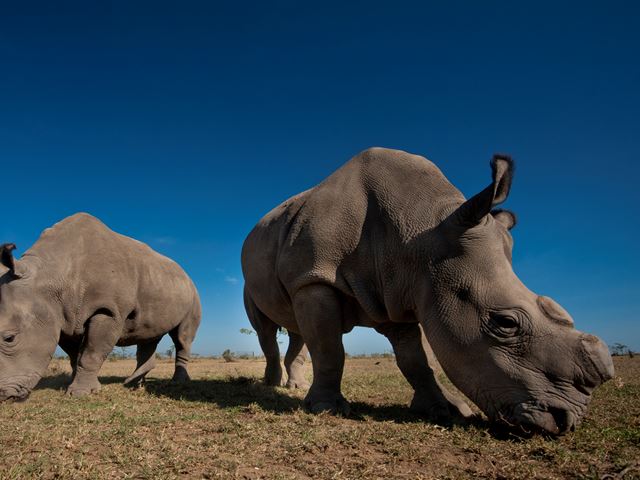 Olpejeta Two Rhinos Kenya Safari