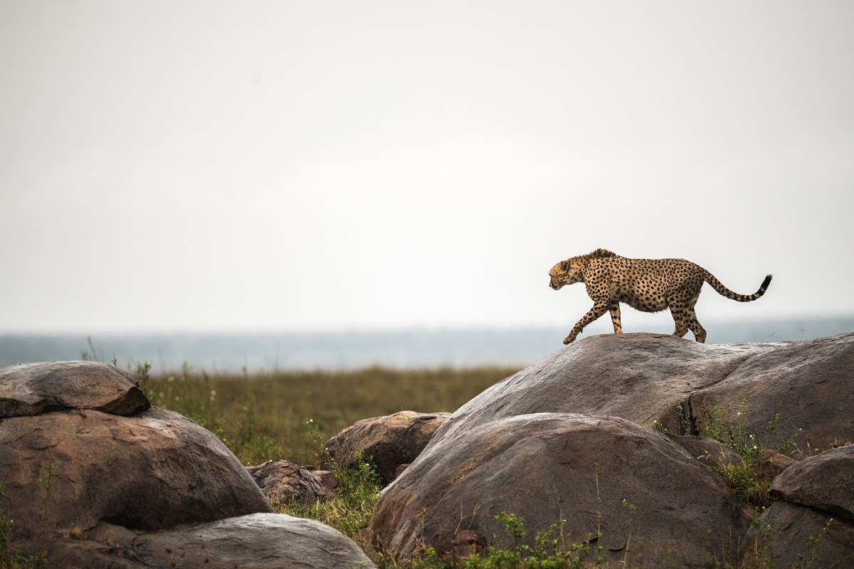 15. Namiri Plains GT Eastern Serengeti Cheetah Kopje Reduced Size