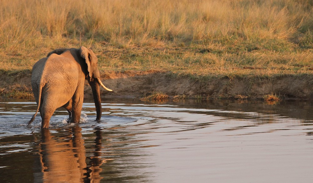 An elephant cools off, crossing a shallow river in Ruaha National Park.