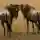 Wildebeest Herd Looking Serengeti Eliza Deacon MR