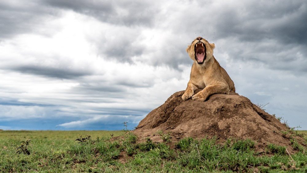 A lioness yawns against a cloudy sky