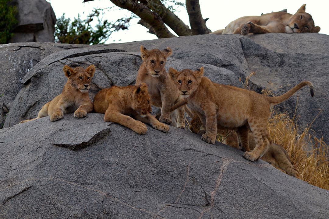 Lion Cubs On Kopje Soit Lemontonye Serengeti Allan Earnshaw MR