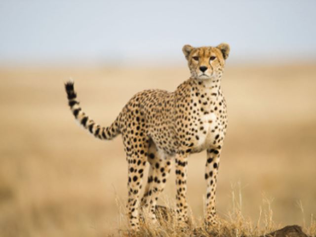 Serengeti Cheetah Project