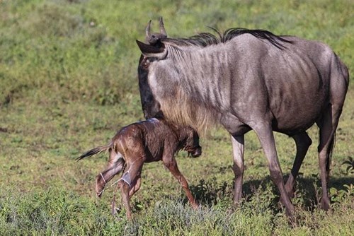 Wildebeest with newborn calf