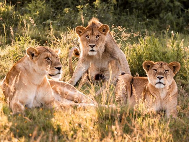 A Lioness And Her Sub Adult Cubs