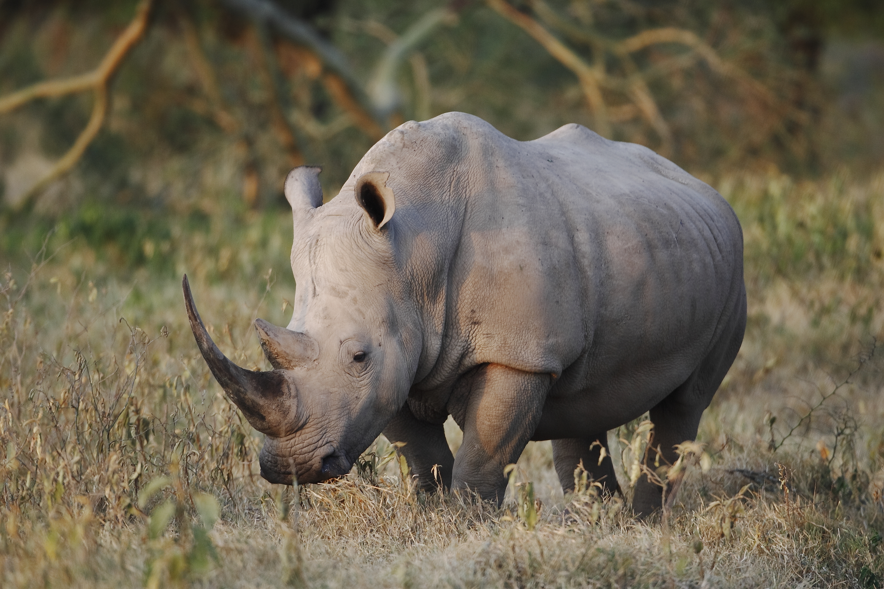 Ngorongoro Rhino