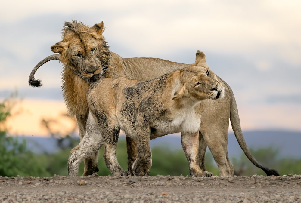 A pair of mating lions in the Mara Naboisho Conservancy.