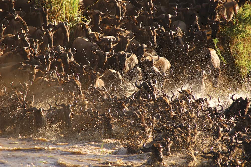 Migrating wildebeest plunge into the Mara River in the northern Serengeti.