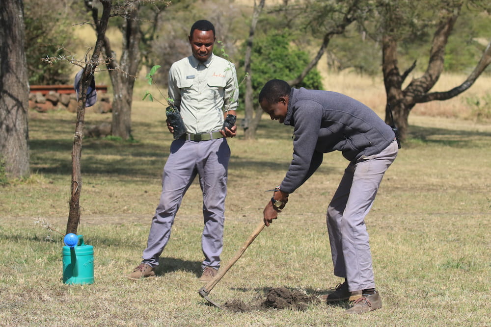 Naboisho staff planting trees