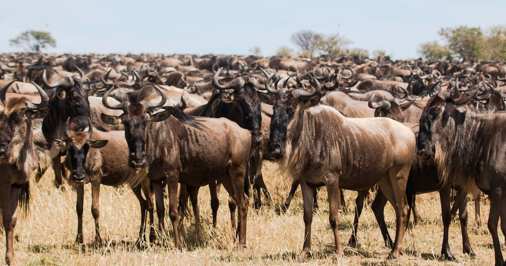 Two million wildebeest annually circumnavigate the Serengeti-Mara ecosystem.