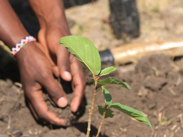 5. Tree Planting In Naboisho