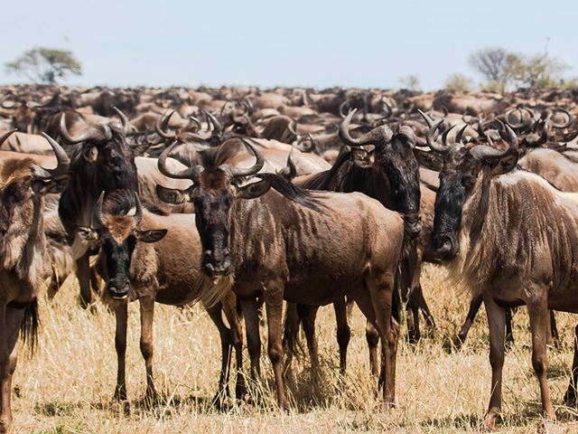 Serengeti-Wildebeest-Herd-Eric-Frank-MR.jpg (1)