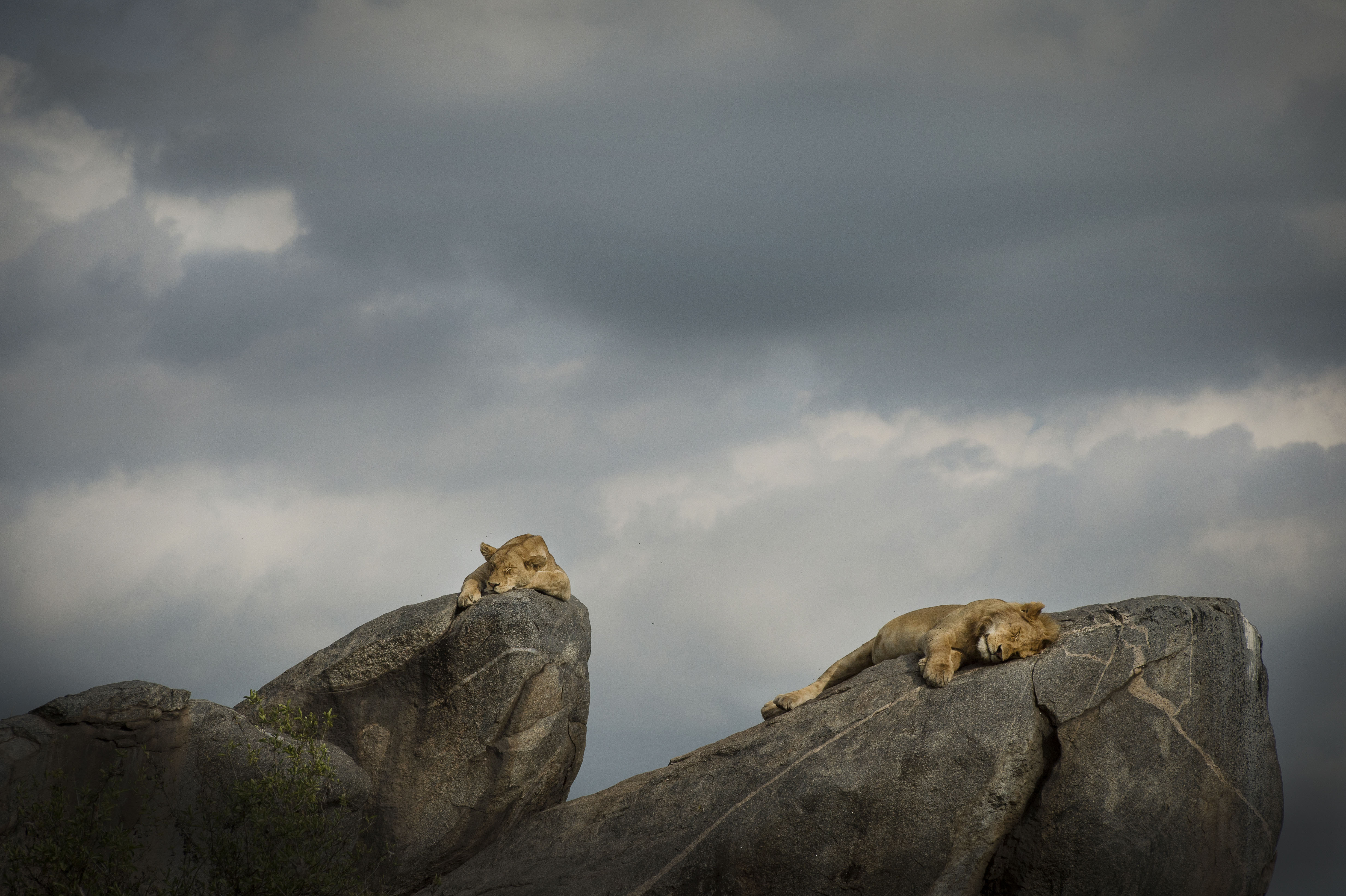 Two lions sleep on a rocky outcrop against a stormy sky