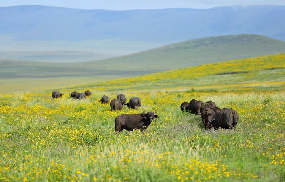 Wildflowers and buffalo on the inner slopes of the Ngorongoro Crater.