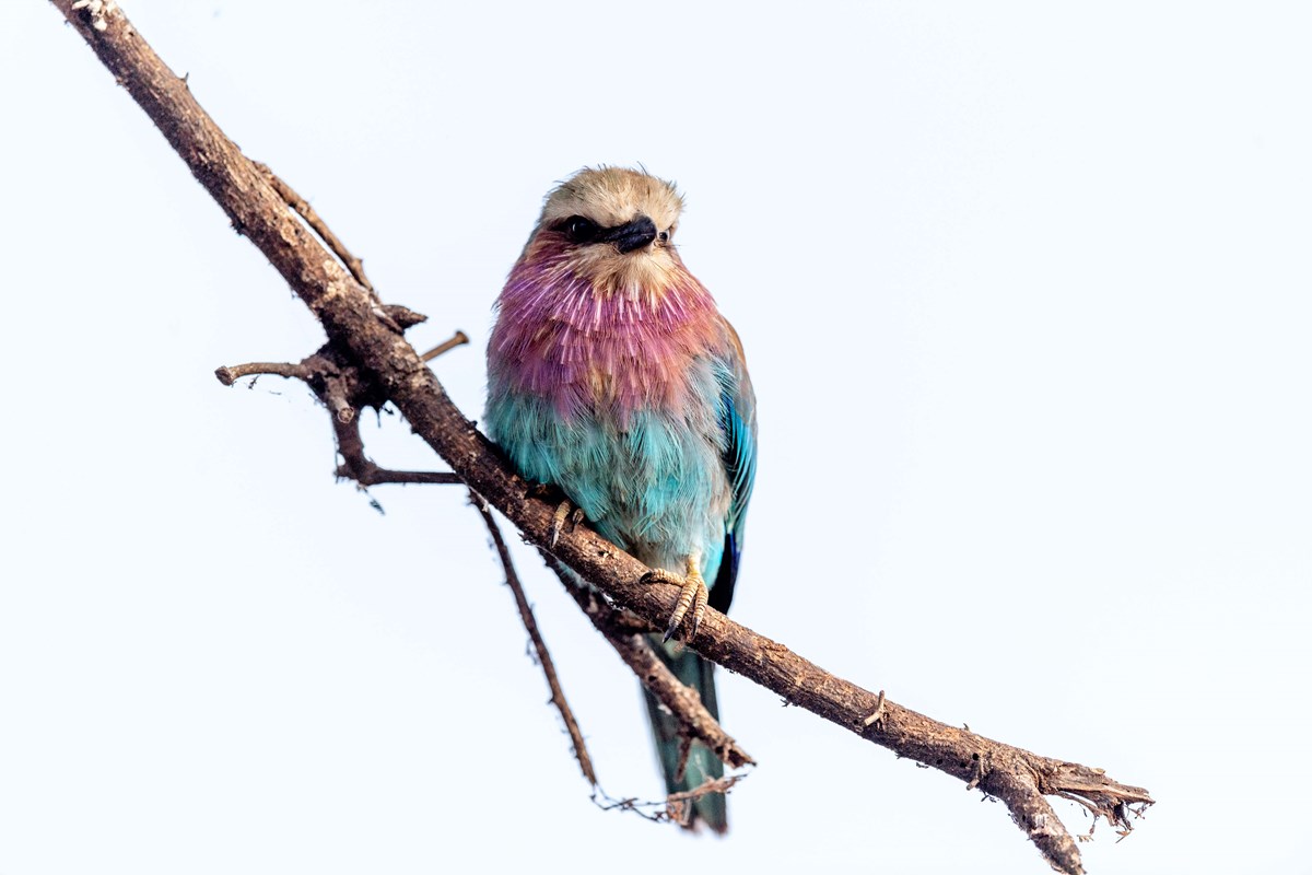 Oliver's Lilac Breasted Roller