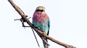 Oliver's Lilac Breasted Roller