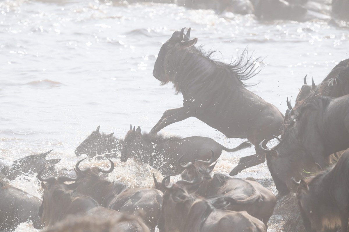 Sayari The Great Migration Action Shot Of Wildebeest Jumping Into The River