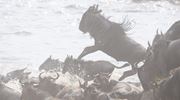 Sayari The Great Migration Action Shot Of Wildebeest Jumping Into The River