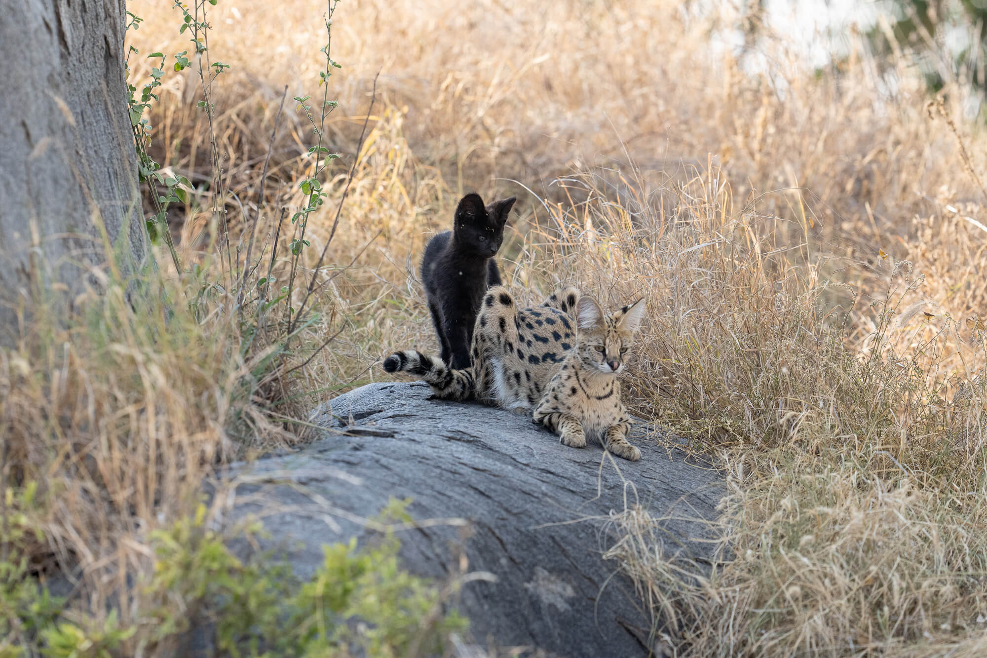 Melanistic serval kitten with his mother on a rock in the serengeti