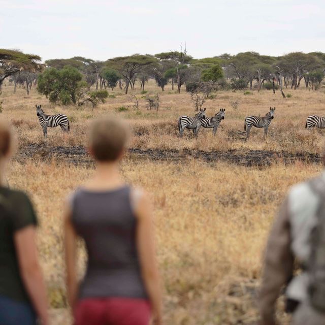 Tarangire National Park Walking Safari Zebras