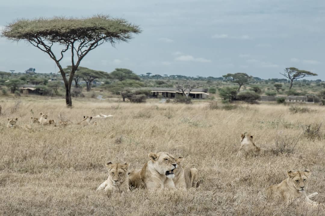 Super Pride in front of Namiri Plains in the Serengeti