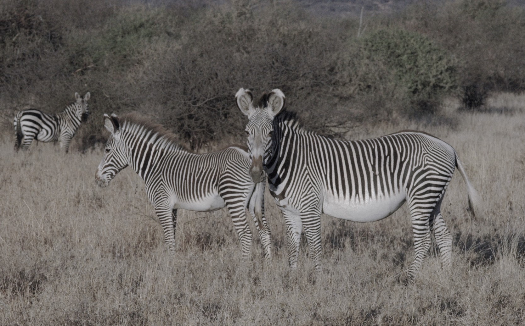 wo Grévy’s zebra stand in the foreground showing a much finer stripe pattern compared to a Plains zebra standing in the background.