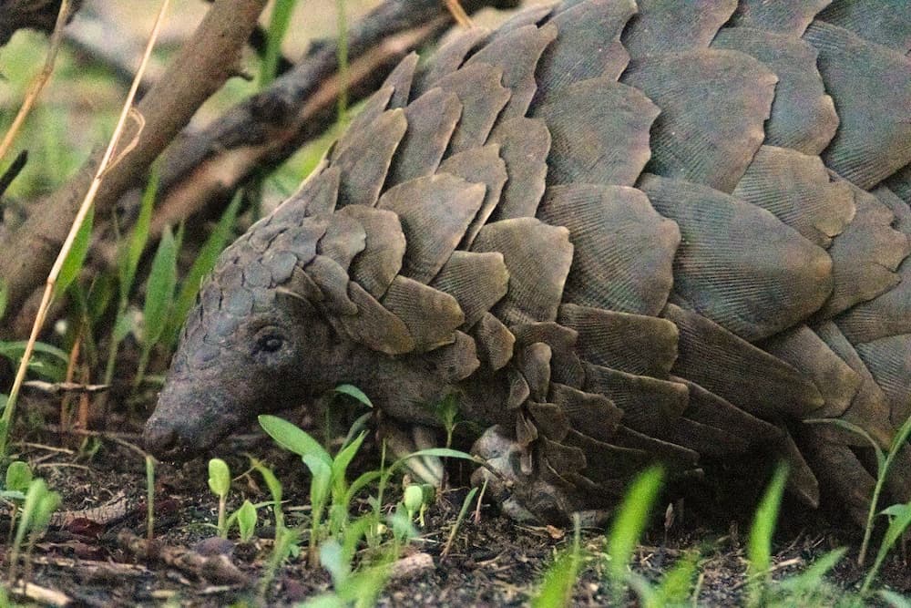 Seldom seen but highly prized, the pangolin is one of Africa's most unique African safari animals.