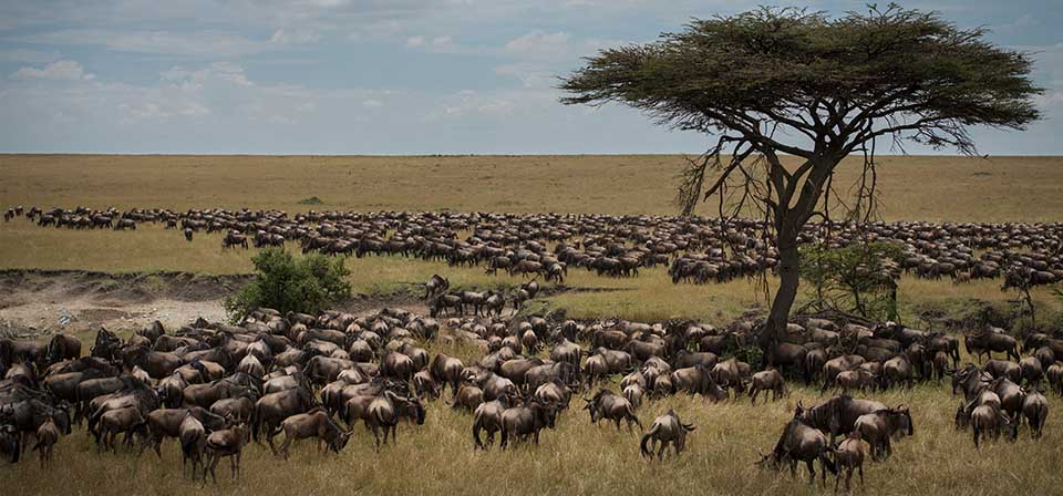 The Great Migration: What, When and Where? | Asilia Africa
