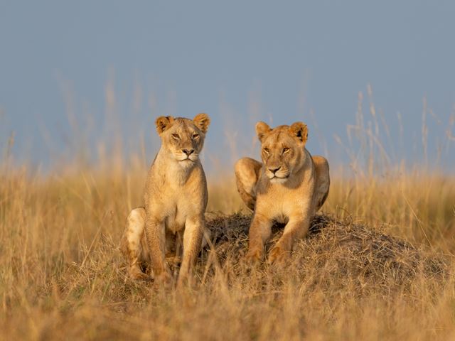 Kenya Classic Safari