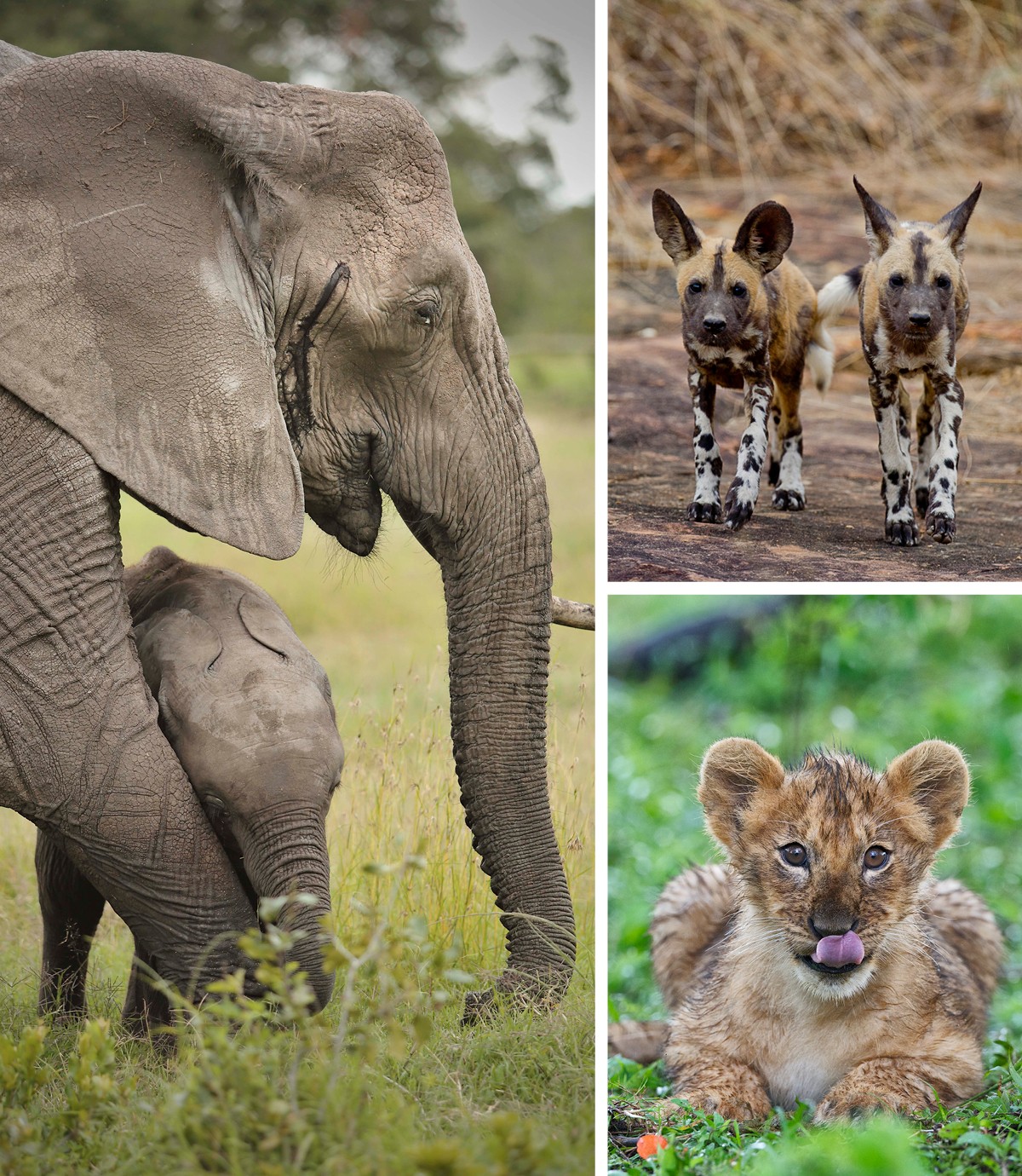 An elephant calf with it's mother, a pair of young wild dog, and a lion cub.
