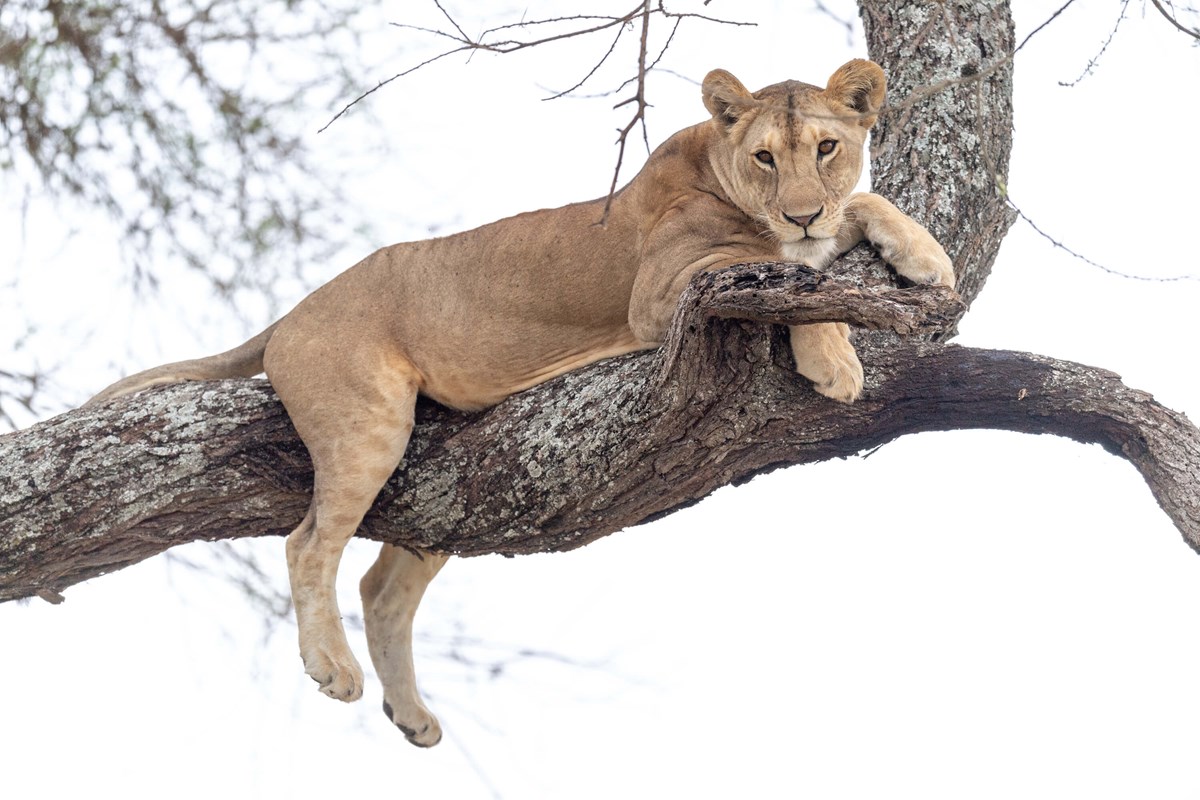 Little Oliver's Lioness In A Tree