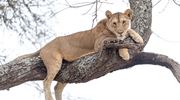 Little Oliver's Lioness In A Tree