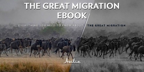 The Great Migration: What, When and Where? | Asilia Africa