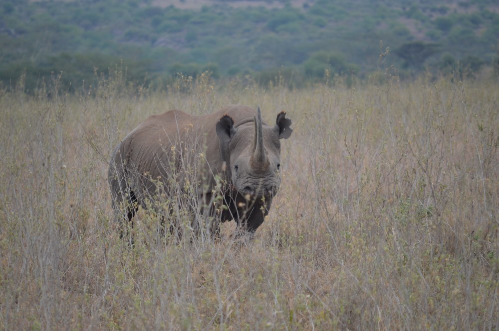 Nairobi National Park has a high density of rhino.