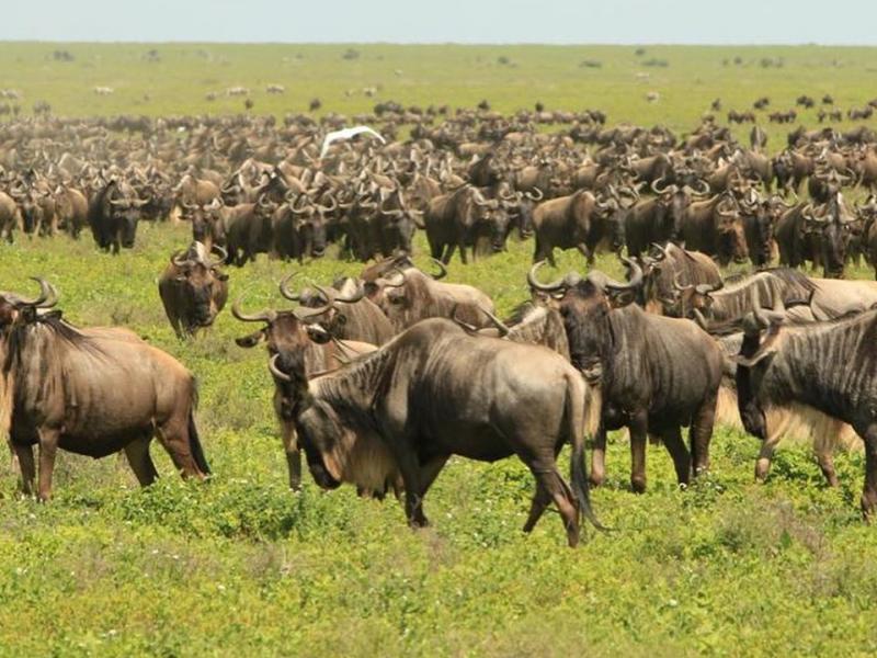 The Calving Season sees the vast herds of wildebeest on verdant plains giving birth