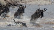 The Great Migration Asilia (8) Wildebeest Crossing The River 2